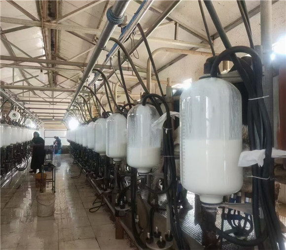 擠奶設備擠奶廳